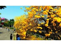 春神来了！缤纷风铃木盛开　南台湾一片“黄海”