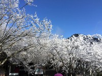 太平山8日开园　目前仅开放4条步道
