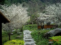 八仙山冬梅绽放迎新年！元月份住宿享约9折优惠