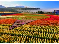 七彩花卉为大地化冬妆　“花东花海季”5大花海超吸睛