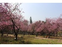 台南花海现正盛开！四大赏花景点报你知
