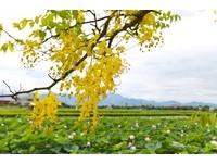台南白河莲花季登场　持电子票证“赏莲公车”免费搭