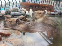 猫咖啡厅不稀奇了！日本主题乐园首创“水豚咖啡馆”