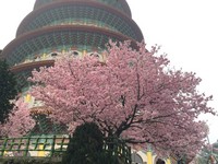 赏樱了没？淡水天元宫满开、土城希望之河粉色点缀