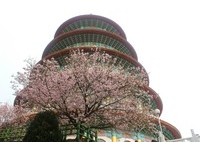 连日好天气　淡水天元宫“樱姿”动人本周进入满开！