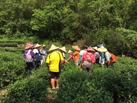坪林茶园步道乐活之旅　采茶做料理通通自己来