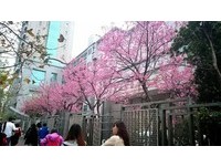 台北市区也有粉色花海！信义区寒樱开　警察局变景点
