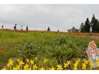 让我们赏花“趣”！澎湖花海节重生登场
