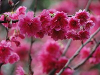 茶花、樱花越开越盛！阳明山花季7日浪漫登场