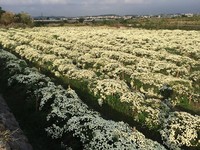 一大片杭菊怎么拍？3个拍摄点大公开