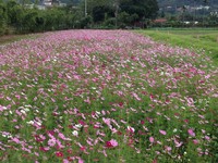 冬日赏花不必远行！新北莺歌波斯菊、百日草盛开　