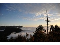 春节来“嘉”玩　阿里山、鳌鼓湿地赏花赏鸟玩透透