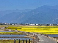 过年游台东注意！伯朗大道车辆禁入、知本温泉区交管