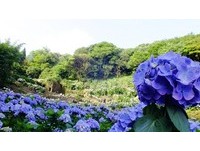 阳明山夏日最美风景　七彩绣球花在“蓬莱米故乡”盛开