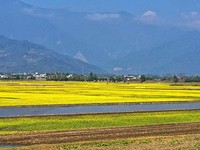 倒数计时！台东伯朗大道油菜花田　如黄绒毯铺地