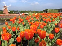 到后里中社花市像在荷兰！　20万株郁金香花季9日登场