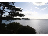 日本三景之一　260多颗绿色珍珠串起松岛奇景