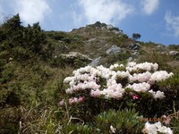 观云赏花好时节！合欢山森林游乐区推2梯次生态解说