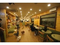 和超萌狗狗玩一下午！首尔宠物咖啡店低消只要一杯饮料