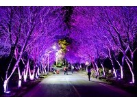 赏樱不用远行　北投有200米“最接近市区的夜樱隧道”