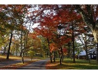 火红枫叶在树梢间燃烧！日本“轻井泽”3大必去赏枫地