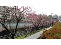 采草莓不用跑大湖　到“北市后花园”在樱花林中采莓
