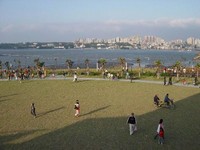 八里赏花私房秘境　120公顷洁白柚花沿淡水河岸盛开　