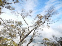 太平山山毛榉换秋衣！绿叶转金黄　美得像一首诗