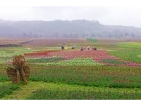 新春花莲富里农游趣　体验在地有机田园之旅