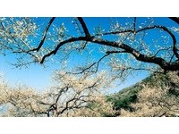 赏花动作要快　南投信义乡、嘉义梅山梅花扑鼻香！