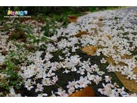 新北市桐花季11日土城开跑　“赏桐接驳车”登场