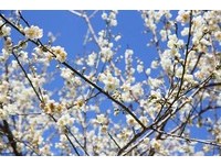 高雄六龟梅花开　4000公顷“雪景”只有5天赏景期限