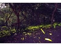 阳明山竹子湖免费赏萤导览　走进“萤火虫的梦游仙境”