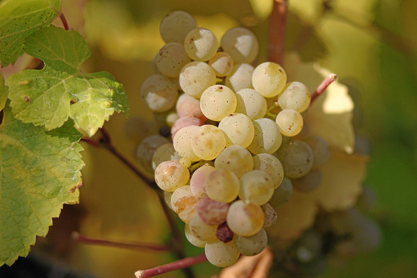 图片来源：维基百科http://zh.m.wikipedia.org/zh-tw/雷司令#/media/File:Riesling_grapes_leaves.jpg