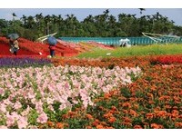 冬季赏花趣！全台7处花海总整理