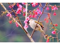 期间限定“春之旅”！花莲赏花、赏鸟12日开始报名