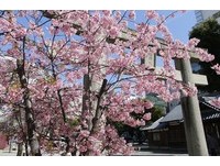 血拼后休息天堂！被百货包围的福冈老神社“免费足汤”