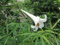 奥万大百合花疯长　能超越去年的3.5米纪录吗？