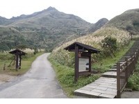 白花满山头、红叶点绿丛！新北市山区“枫芒”美景