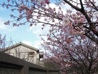 北市“赏樱懒人包”登场！150处赏樱景点报你知