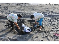 用“活埋”排毒　日本指宿限定天然沙浴