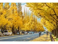 秋季限定的黄金隧道！日本最美“银杏名所”6选　