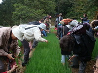 珠葱现采现煮！来平溪“田间厨房”体验农村文化