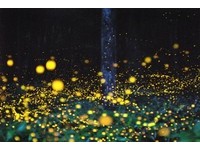 距涩谷仅15分！“久我山萤之祭”看上千萤火虫沿河流放