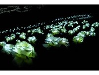 清境农场迎圣诞　999朵萤光白玫瑰花海点亮小瑞士花园