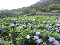 阳明山竹子湖新婚摄景点　“芋恋道”远远眺望小油坑
