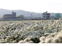 超大爆米花铺成的白色地毯　苗栗杭白菊正是最美花期