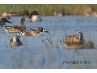 鳌鼓湿地赏秋冬候鸟迁徙　爱鸟摄影师拍到黑龙江琵嘴鸭