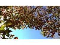 天气不够冷　奥万大最佳赏枫时间可能延到12月下旬