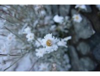 冬天真的来了！玉山清晨降下入秋以来的第一场雪